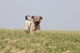 LAGOTTO 065